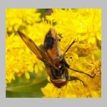 Phasia aurigera - Raupenfliege m10.jpg